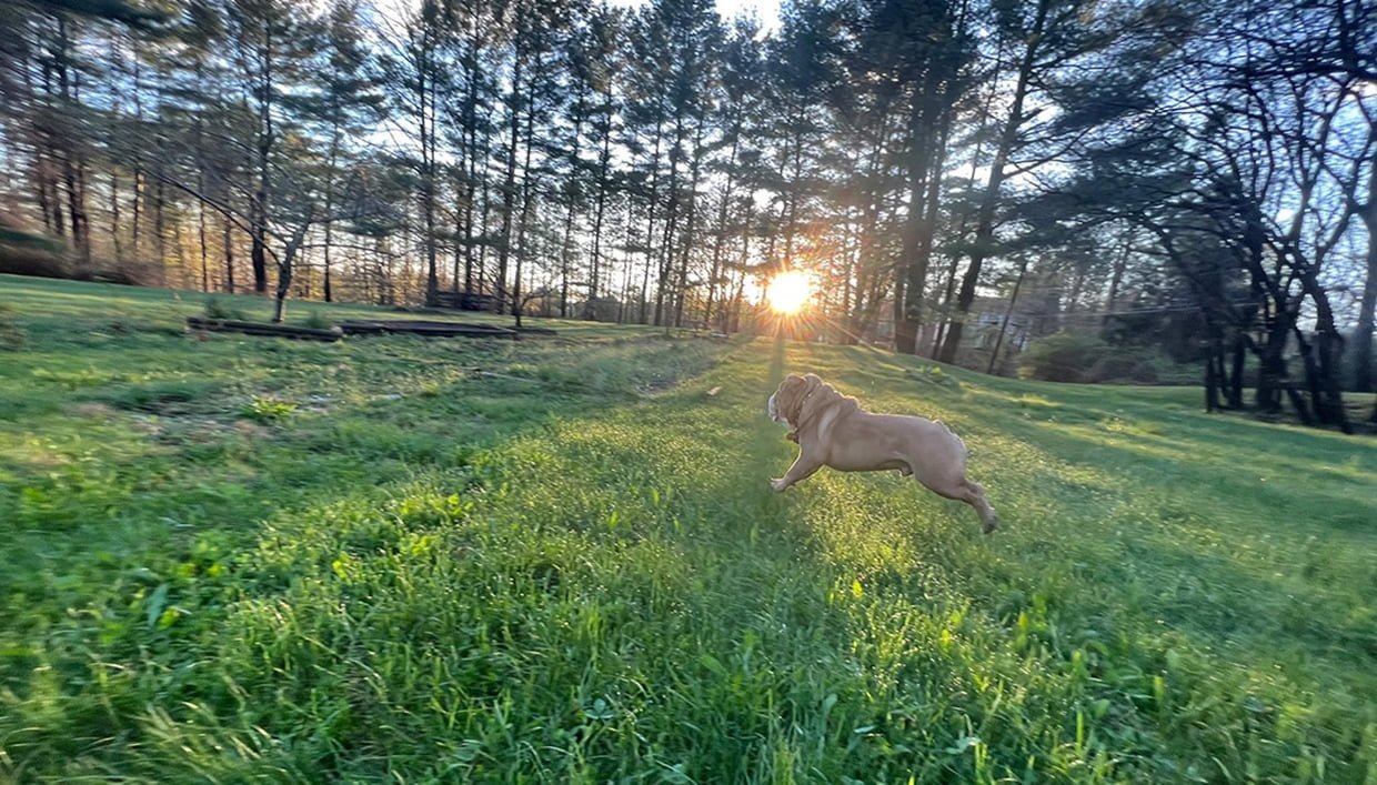 Stockbridge Inn Pet Policy